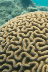 Coral underwater