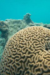 Coral underwater