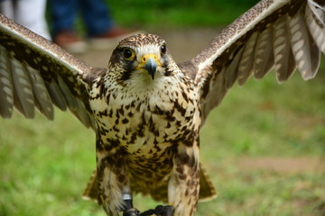 one Falcon