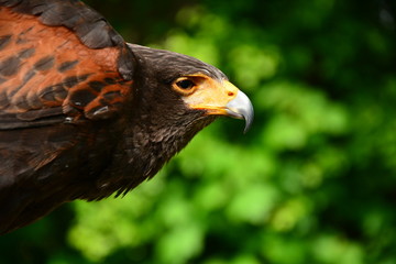 golden eagle