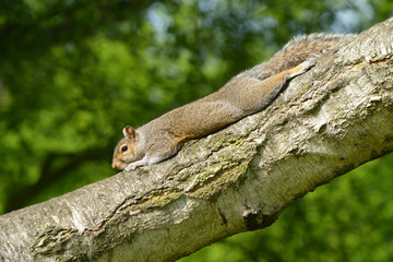 Gray Squirrel, Squirrel, Sciurus carolinensis