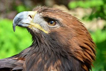 Fototapeta premium golden eagle