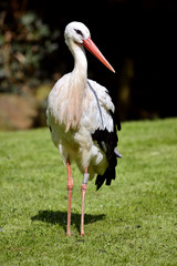 White stork on grass © Christian Musat