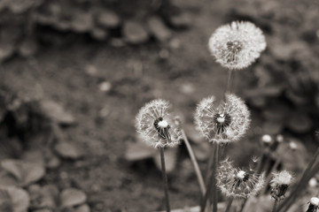  Monochrome image, dandelions