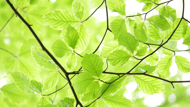 Green, fresh leaves Beech against light natural background. 