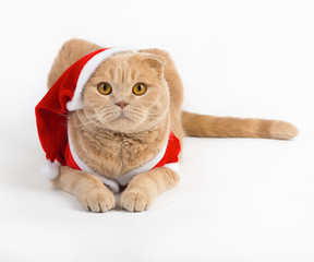 Cat with a Christmas suit