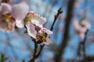 ape su fiore di ciliegio 2