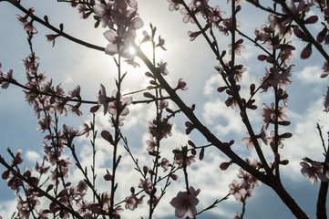 fiori ciliegio contro luce
