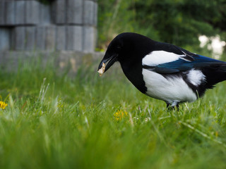 Eurasian magpie eating on closeup in fresh green grass at spring