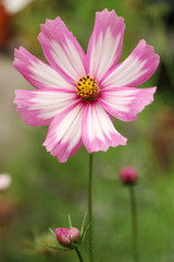 Obraz premium Cosmea im Garten