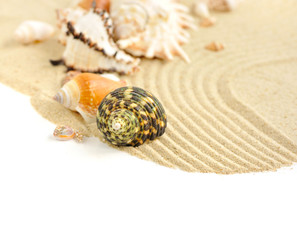 Sea shells in the sand on a white background