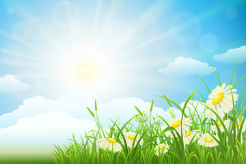 Fototapeta premium Summer meadow landscape with green grass, flowers, sky and sun