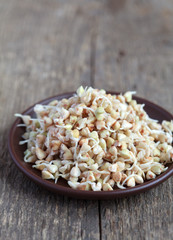 Green buckwheat sprouts in a bowl, close up, selective focus
