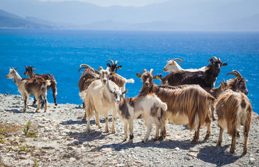 Freilaufende Ziegen auf Korsika