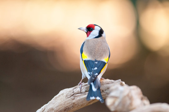 Cardellino