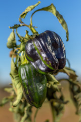 Green pepper on branch (Los Yebenes, Spain)