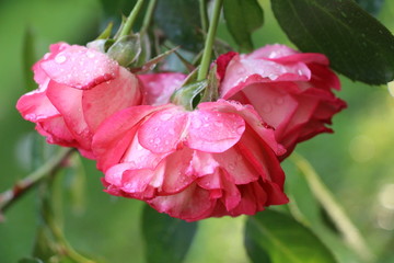 Rosen nach einem Frühlingsregen