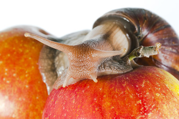 snail on apple