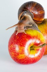 snail on apple
