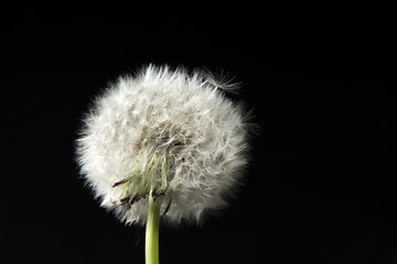 Mlecz © Zbyszek Nowak