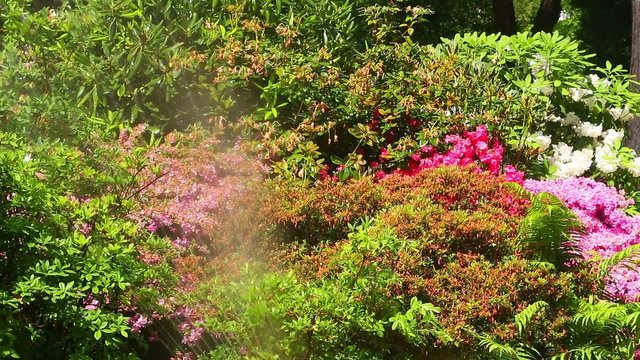 Prachtvoller Garten