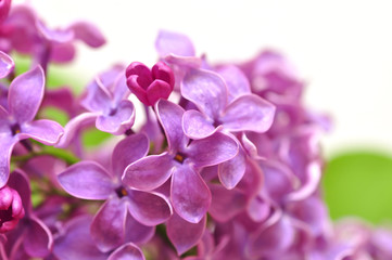 Beautiful Lilac Flowers Border 