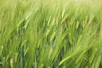 épis de blé vert dans un champ