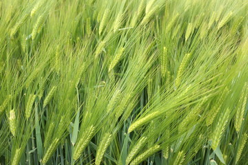 épis de blé vert dans un champ