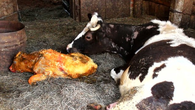 mother cow looking after its just newborn calf
