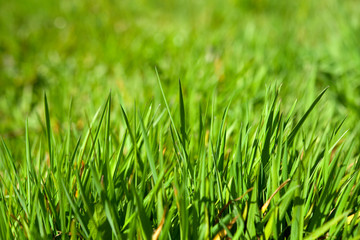 Fototapeta premium Wiese