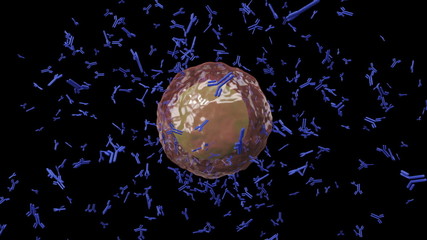 Plasma cell B lymphocyte producing antibodies seamless loop