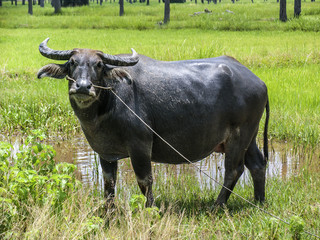 Wasserbüffel im Isaan