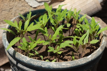 tomato seedlings