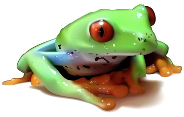 Red-eyed Tree Frog - Colored Illustration, Vector