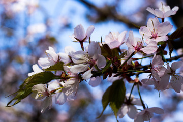Сакура в цвету