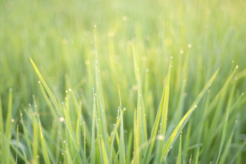 bokeh of the rice field after rain drop
