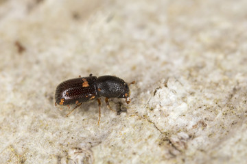 Dryocoetes alni on wood