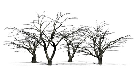 Fototapeta na wymiar cherry tree winter - isolated on white background