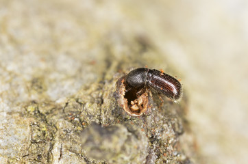 Dryocoetes alni on wood
