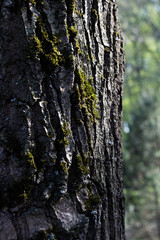 Текстура дерева