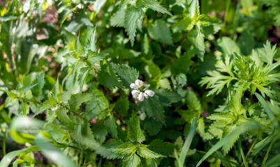 Nettles with flowers