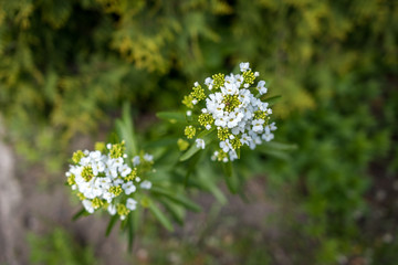 White flowers with spider