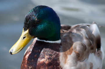 Erpel (Anas platyrhynchos) - frontal