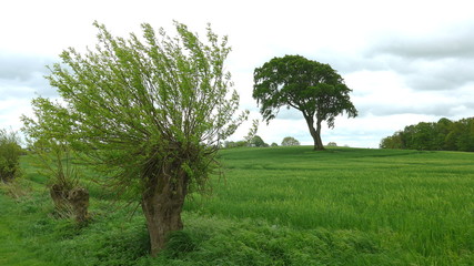 Weidenbaum vor einem Roggenfeld im Frühling