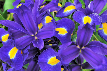 Obraz premium Pétales d'iris bleu