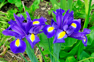Iris bleus des jardins