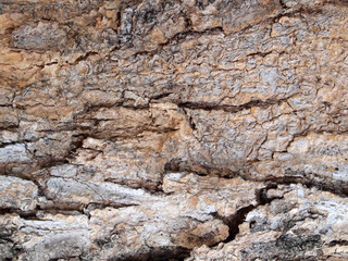 Bark texture