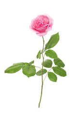 Pink rose isolated on white background 