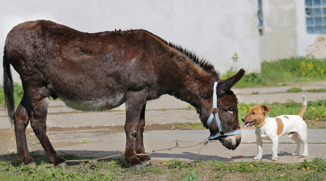 Photo funny donkey and dog