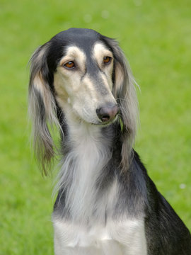 The Portrait Of Saluki Dog